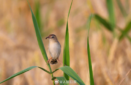 棕扇尾莺鸟在金色麦浪里捕食