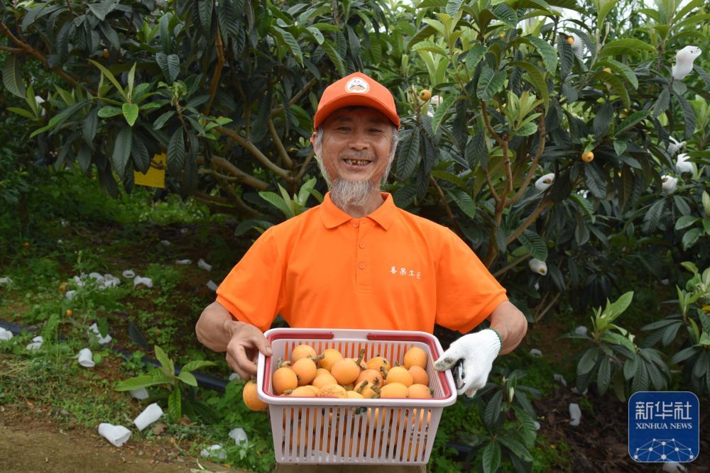 枇杷丰收引客来