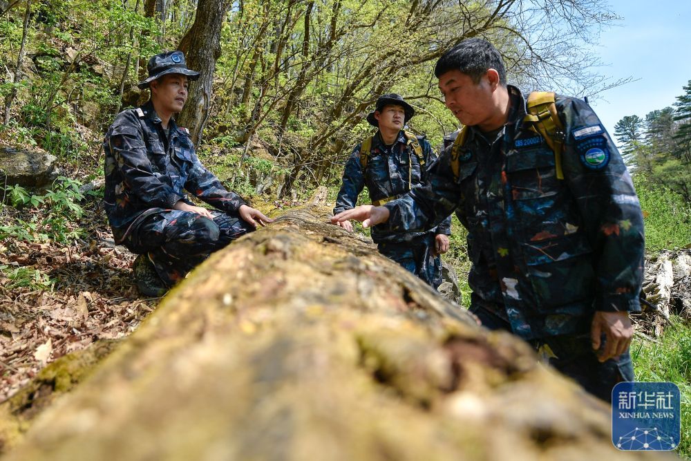 长白山“守山人”：只此青绿“长相守”