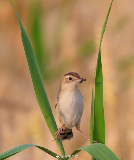 棕扇尾莺鸟在金色麦浪里捕食
