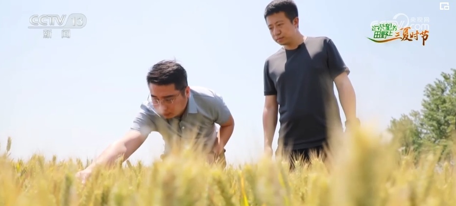 感知“三夏”变化!吃好吃健康 “小麦之乡”的多彩小麦颜值高、有内涵 感知“三夏”变化!吃好吃健康 “小麦之乡”的多彩小麦颜值高、有内涵