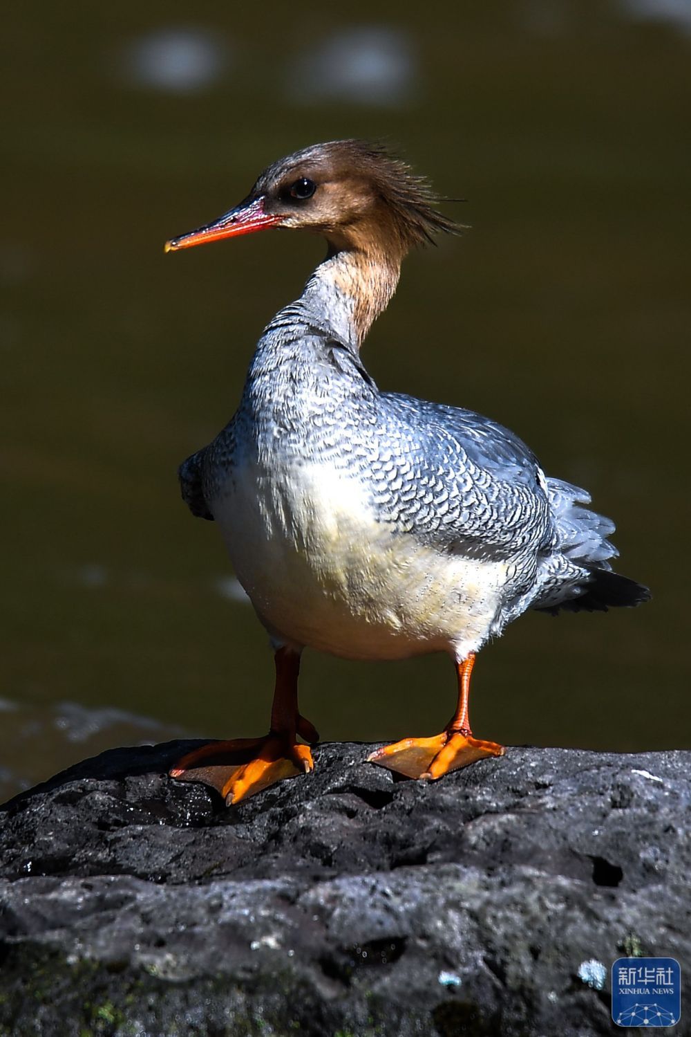 长白山“守山人”：只此青绿“长相守”