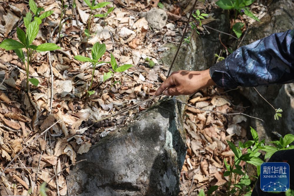 长白山“守山人”：只此青绿“长相守”