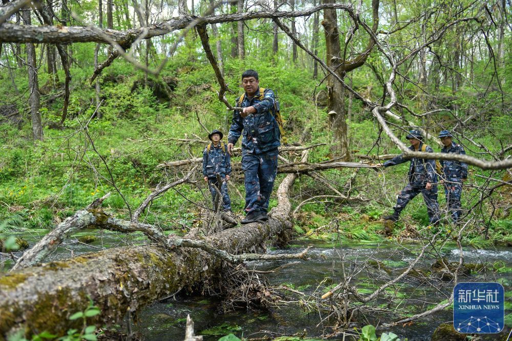 长白山“守山人”：只此青绿“长相守”