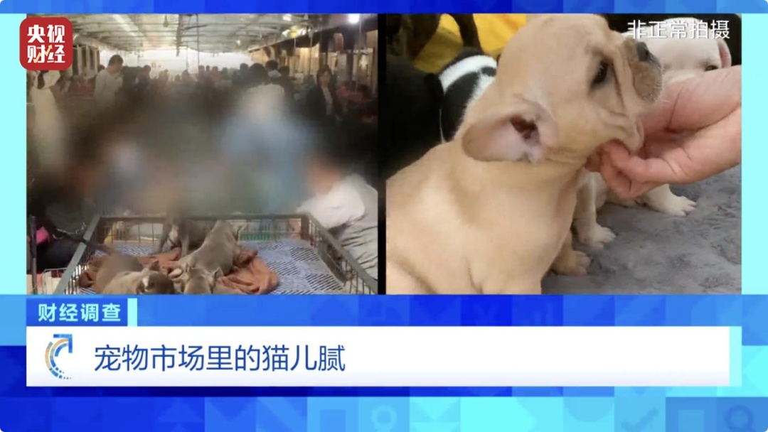 “到家一周就去世了”，直播间销售宠物背后有何秘密？