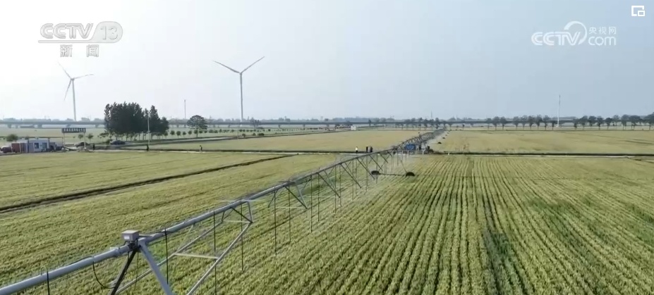 感知“三夏”变化!吃好吃健康 “小麦之乡”的多彩小麦颜值高、有内涵 感知“三夏”变化!吃好吃健康 “小麦之乡”的多彩小麦颜值高、有内涵