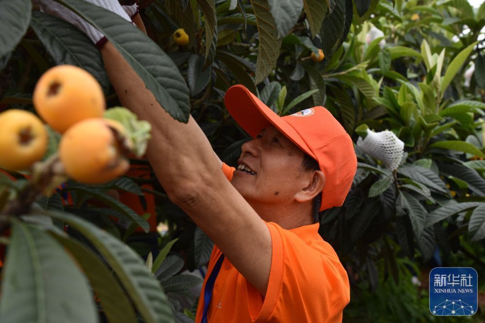 枇杷丰收引客来