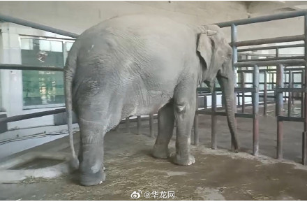 3000公里跨地联姻 重庆动物园大象“希希”要娶媳妇了