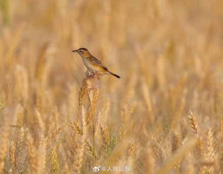棕扇尾莺鸟在金色麦浪里捕食