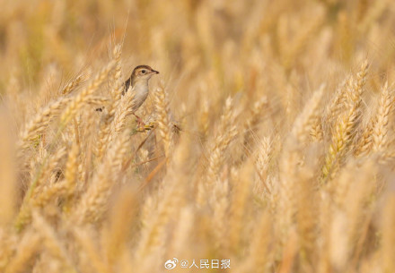 棕扇尾莺鸟在金色麦浪里捕食