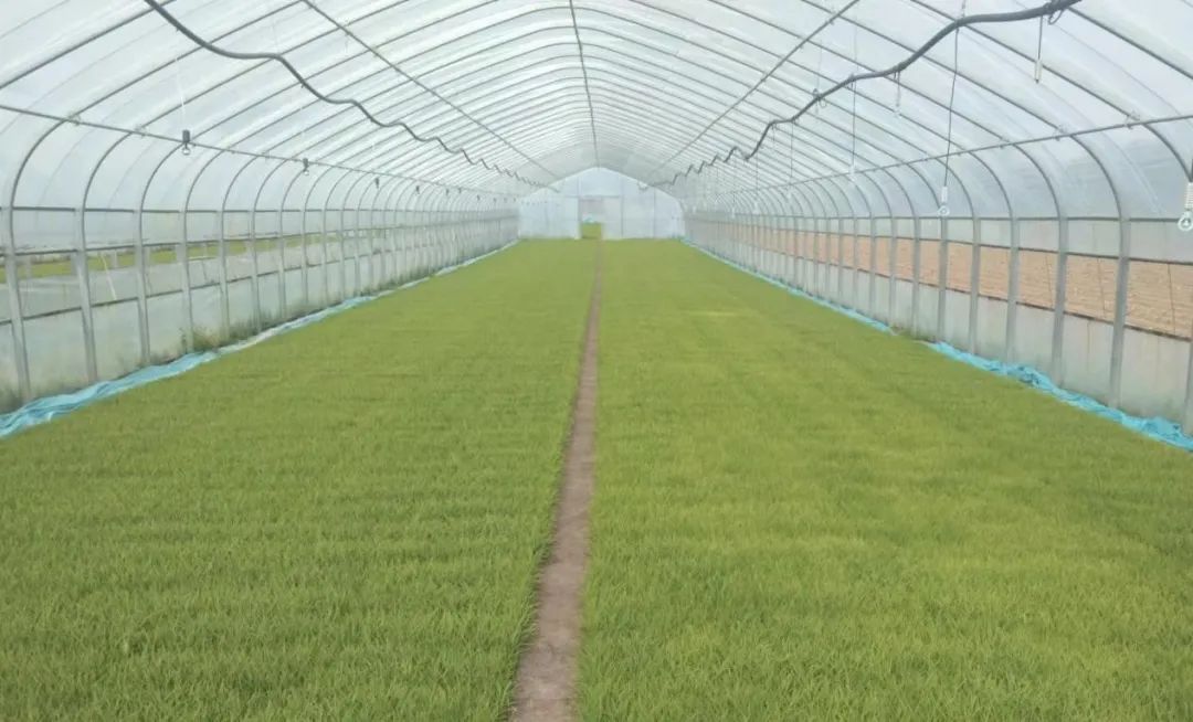 小满:万物始茂 盈而未满 小满:万物始茂 盈而未满