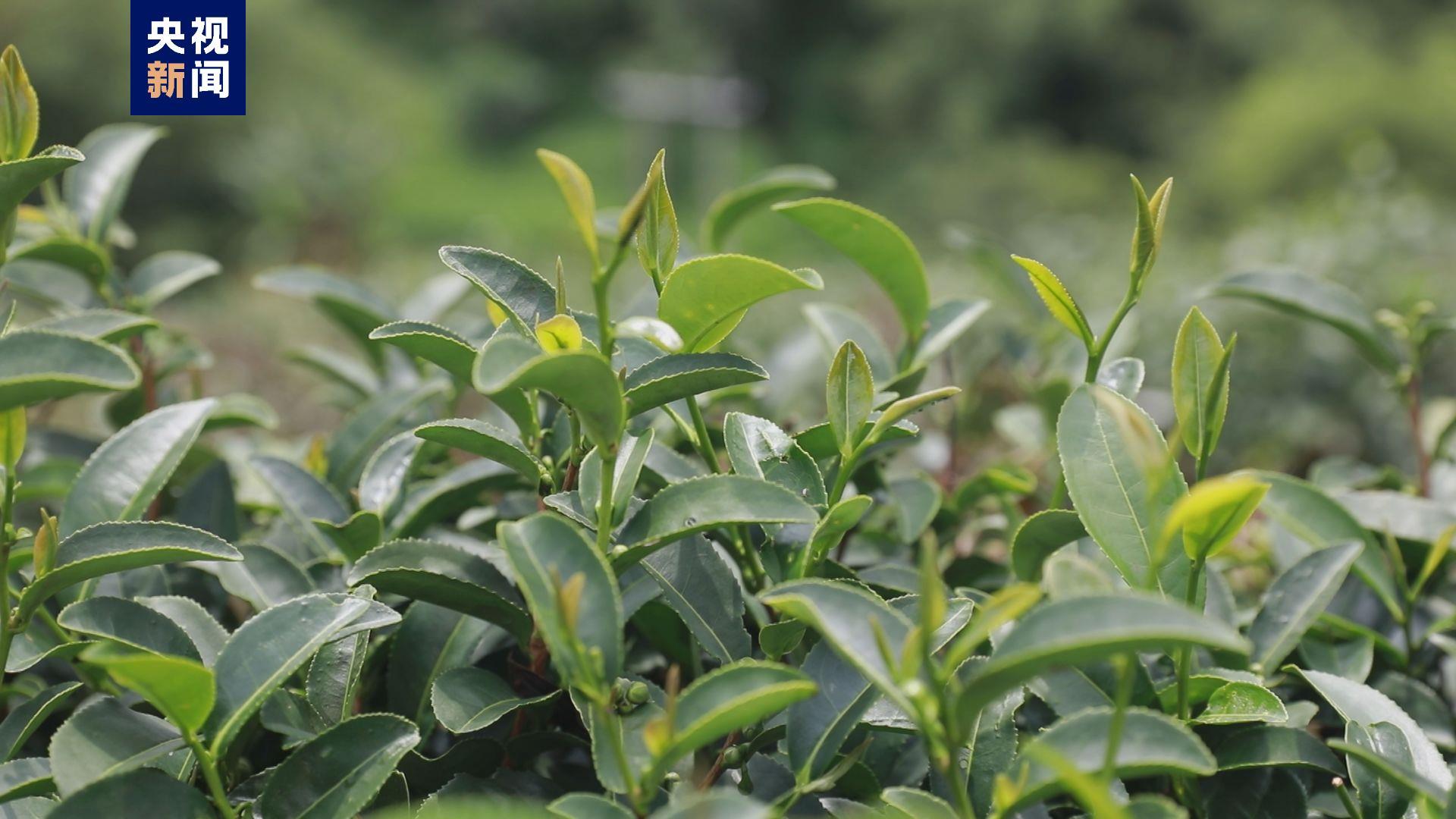 海南大叶茶被证实为山茶属新物种 海南大叶茶被证实为山茶属新物种