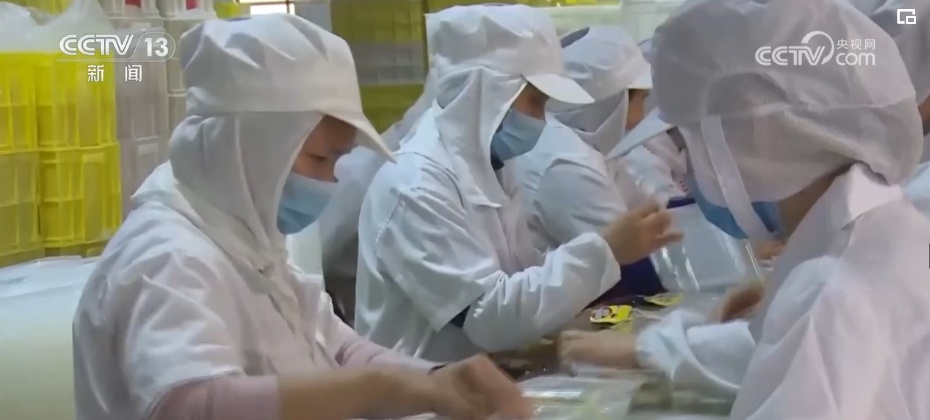 感知“三夏”变化!吃好吃健康 “小麦之乡”的多彩小麦颜值高、有内涵 感知“三夏”变化!吃好吃健康 “小麦之乡”的多彩小麦颜值高、有内涵