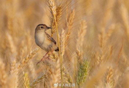 棕扇尾莺鸟在金色麦浪里捕食