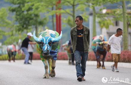 云南普洱牛体彩绘五彩斑斓
