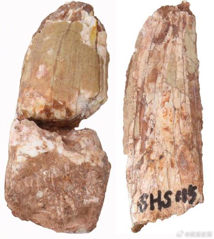 科学家发现中国最南端暴龙超科化石