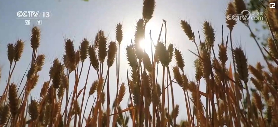 感知“三夏”变化!吃好吃健康 “小麦之乡”的多彩小麦颜值高、有内涵 感知“三夏”变化!吃好吃健康 “小麦之乡”的多彩小麦颜值高、有内涵