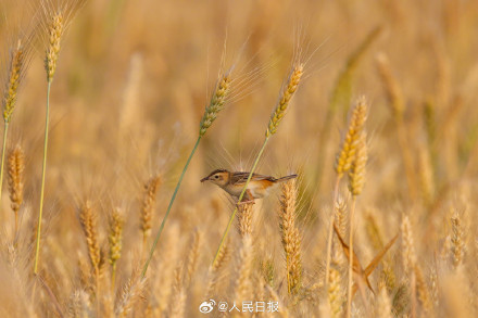 棕扇尾莺鸟在金色麦浪里捕食