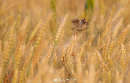 棕扇尾莺鸟在金色麦浪里捕食