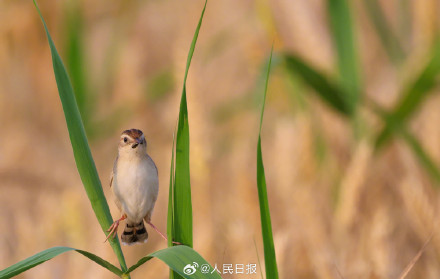 棕扇尾莺鸟在金色麦浪里捕食