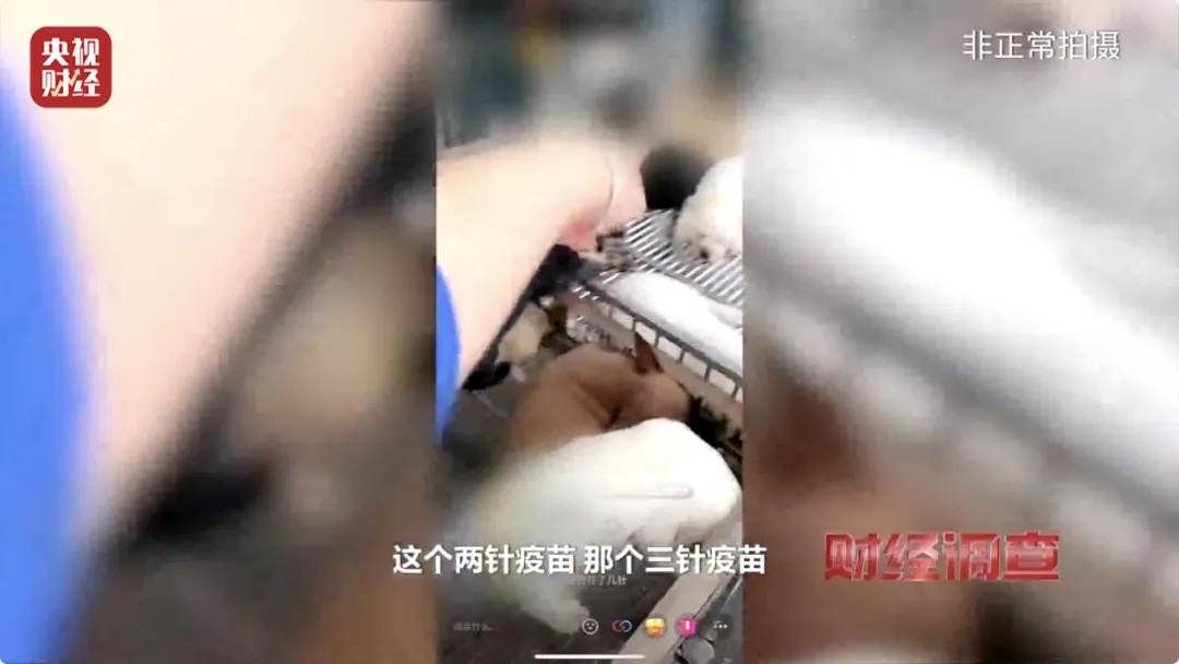 “到家一周就去世”?直播间销售宠物套路多多,通报:停业整顿,立案调查! “到家一周就去世”?直播间销售宠物套路多多,通报:停业整顿,立案调查!