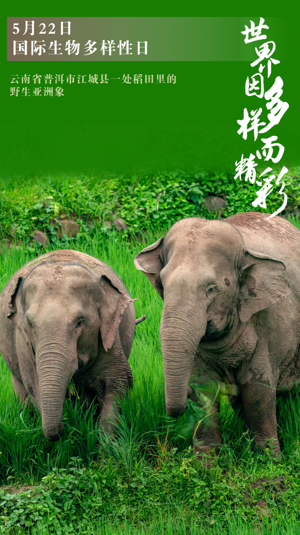 新华全媒+｜国际生物多样性日：世界因多样而精彩