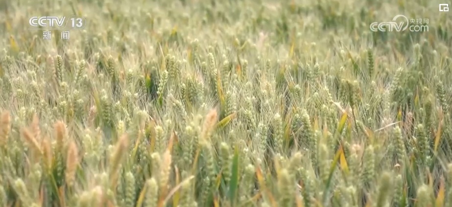 智能平台“携手”智能农机 现代化场景遍及“三夏”生产各环节