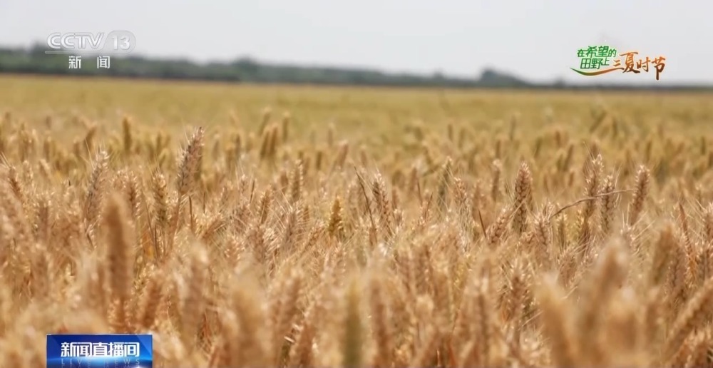 中国小麦的“C位” 麦收前在准备什么？