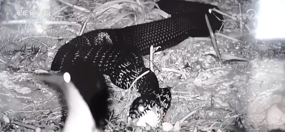 国际生物多样性日 | “人工招引”助中华凤头燕鸥种群恢复