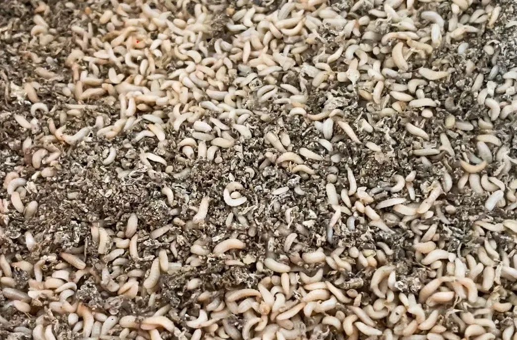 香港环保项目“上新”,与这种虫子有关 香港环保项目“上新”,与这种虫子有关