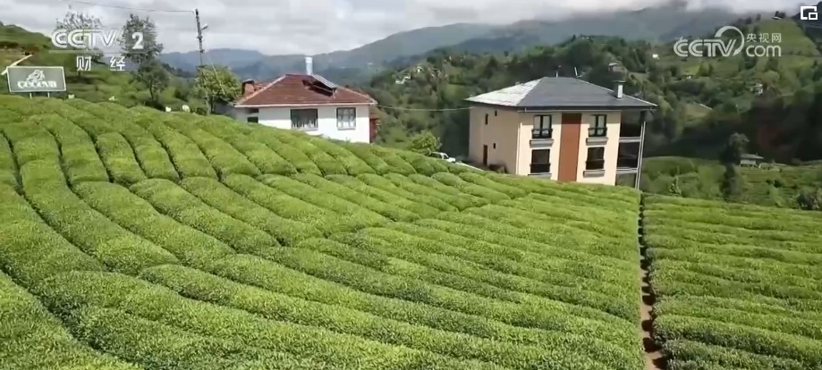 国际茶日 | 不解之缘,当土耳其茶叶遇到中国龙井 国际茶日 | 不解之缘,当土耳其茶叶遇到中国龙井