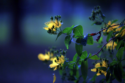 夜幕下的金丝桃花明艳夺目