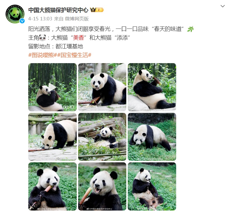 熊猫“美香”一家遭藏匿虐待？官方回应