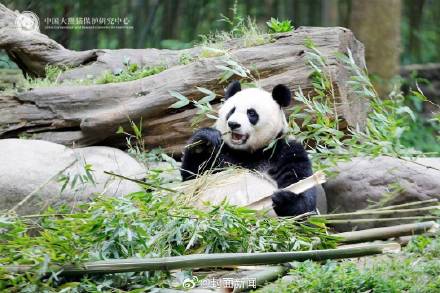 熊猫中心辟谣美香一家遭藏匿虐待