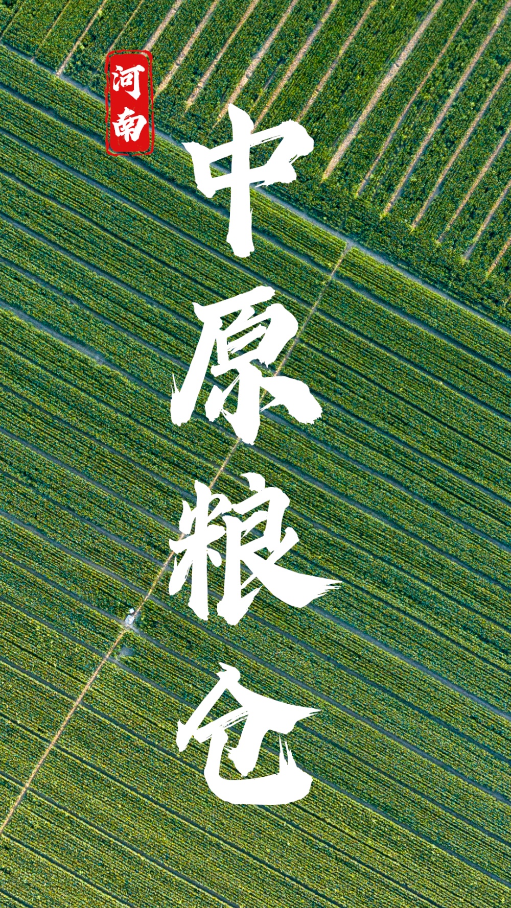 中国小麦的“C位” 麦收前在准备什么？