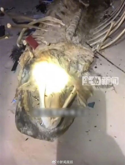 海南当地回应发现骨架2米不明生物尸体:难判定是何物,已无害化处理 海南当地回应发现骨架2米不明生物尸体:难判定是何物,已无害化处理