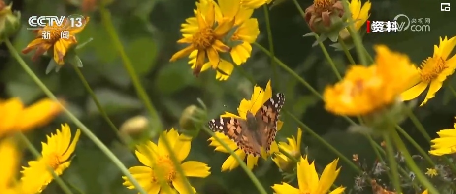 雪豹、鹭鸟、蝴蝶……万物和谐！生态空间面积不少、功能不降、性质不变