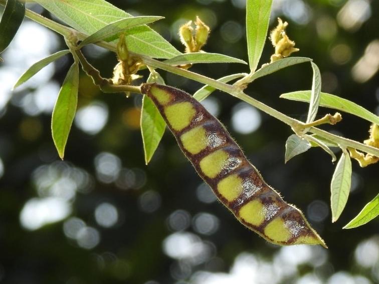 用“鸽子豆”治疗诺卡氏菌病?研究有新发现 用“鸽子豆”治疗诺卡氏菌病?研究有新发现