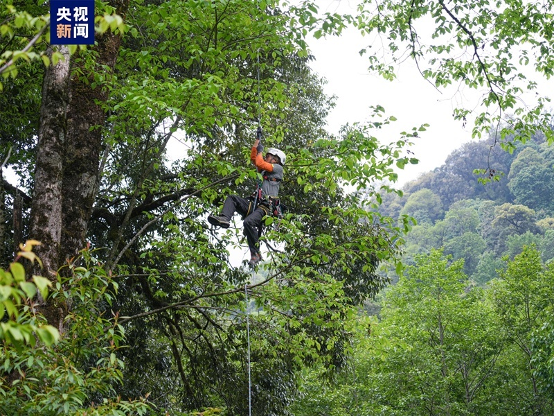 云南首次对野生濒危植物小果榆开展种子采集保护 云南首次对野生濒危植物小果榆开展种子采集保护