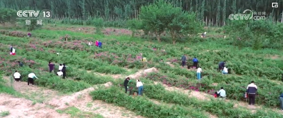 新疆实现光伏“蓝”、沙漠“黄”、生态“绿”协同发展
