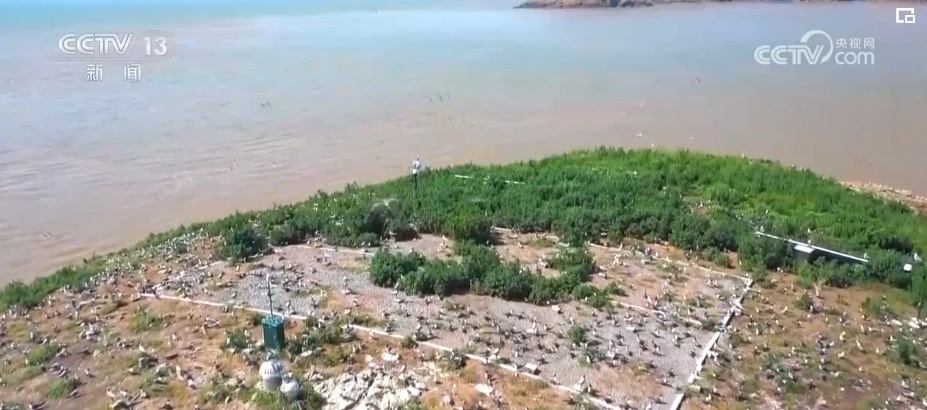 国际生物多样性日 | “人工招引”助中华凤头燕鸥种群恢复