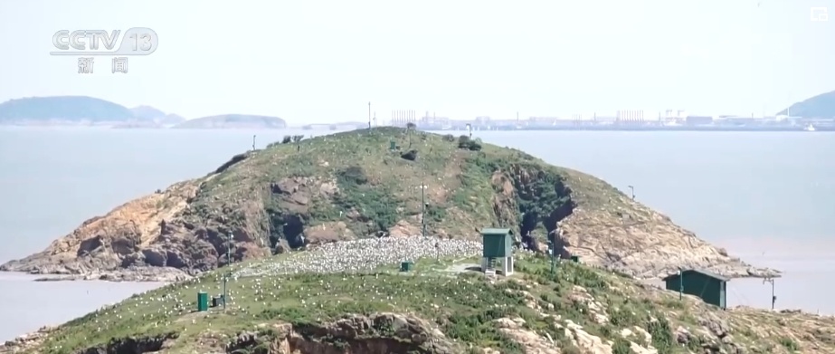 国际生物多样性日 | “人工招引”助中华凤头燕鸥种群恢复