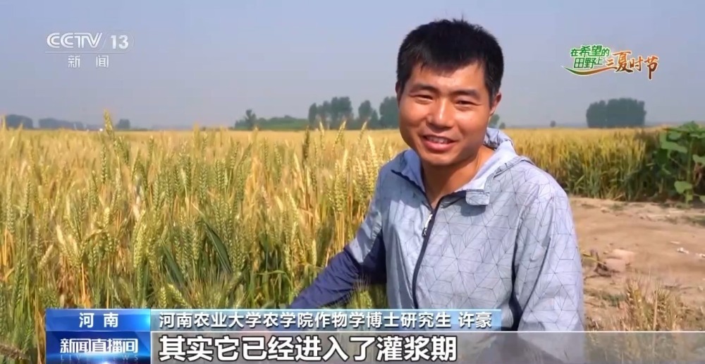 中国小麦的“C位” 麦收前在准备什么？