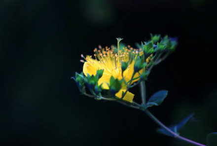 夜幕下的金丝桃花明艳夺目