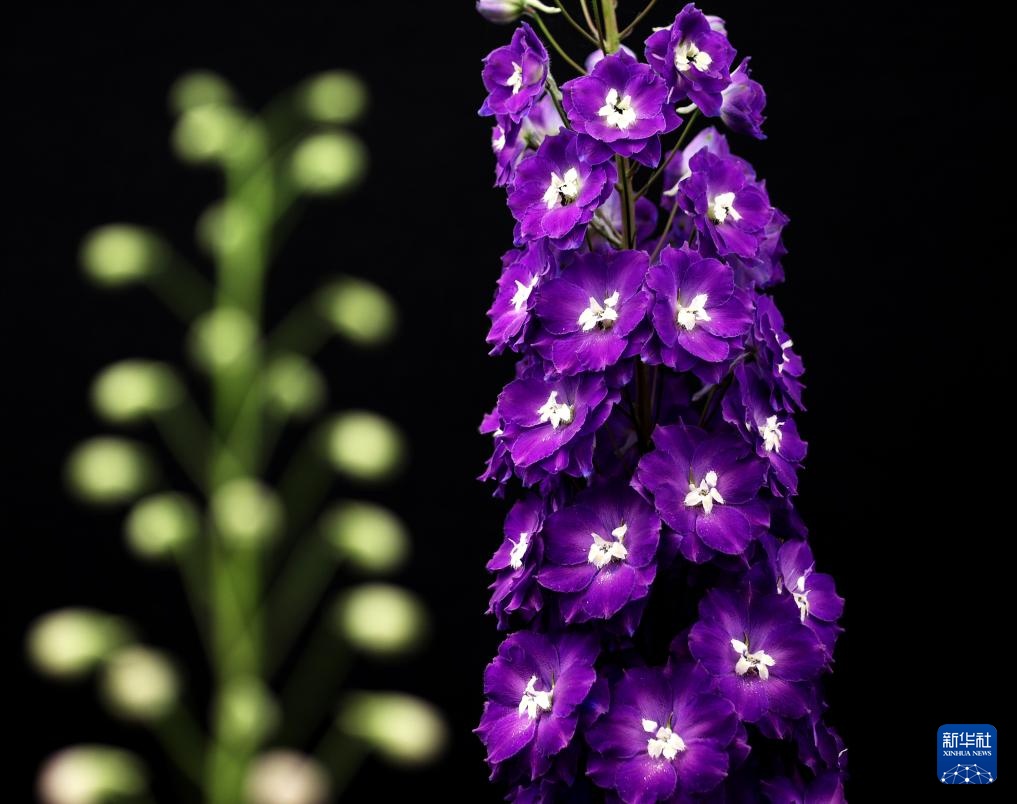 伦敦:切尔西花展即将开幕 伦敦:切尔西花展即将开幕