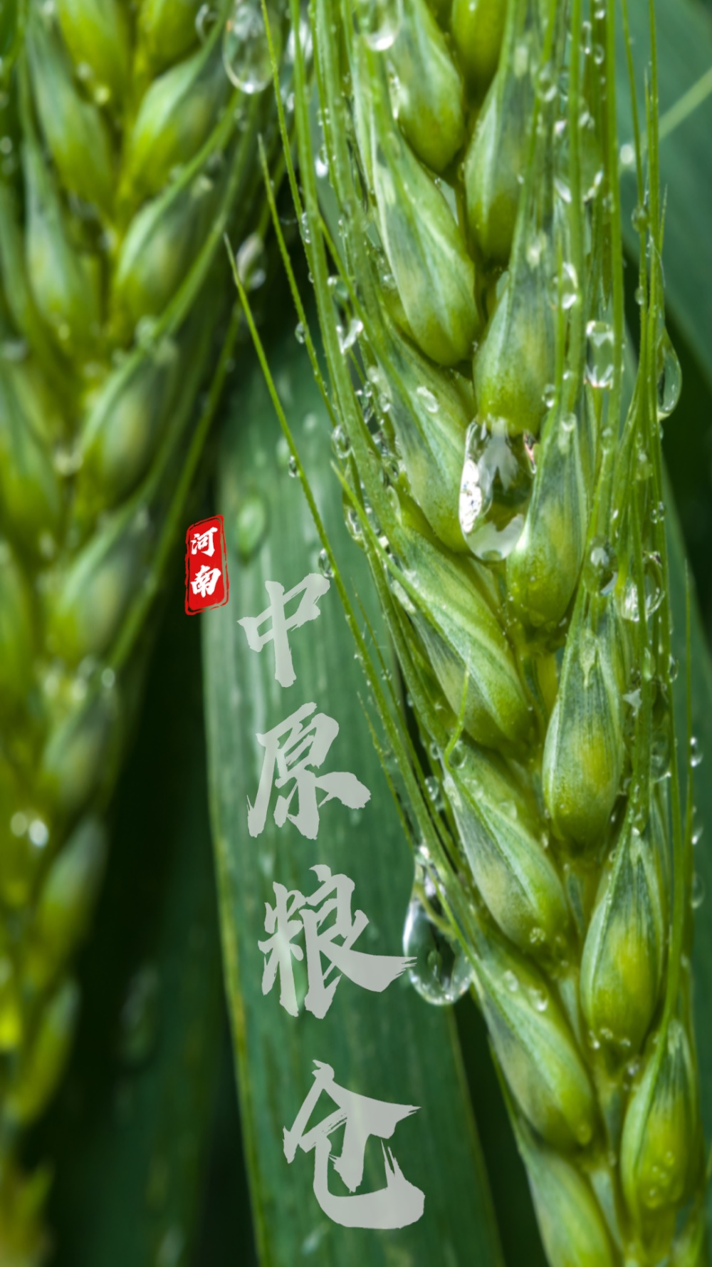 中国小麦的“C位” 麦收前在准备什么？