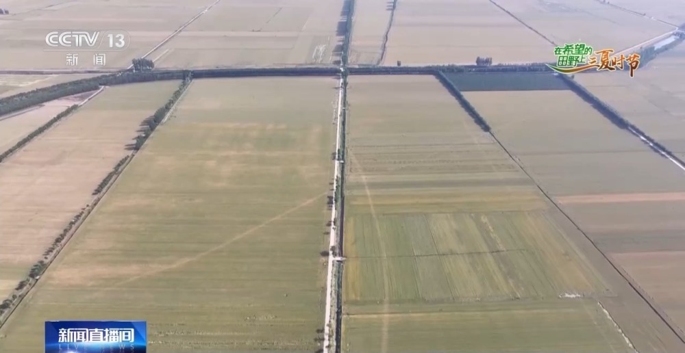 中国小麦的“C位” 麦收前在准备什么？