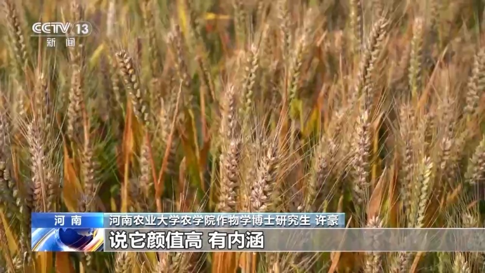 中国小麦的“C位” 麦收前在准备什么？