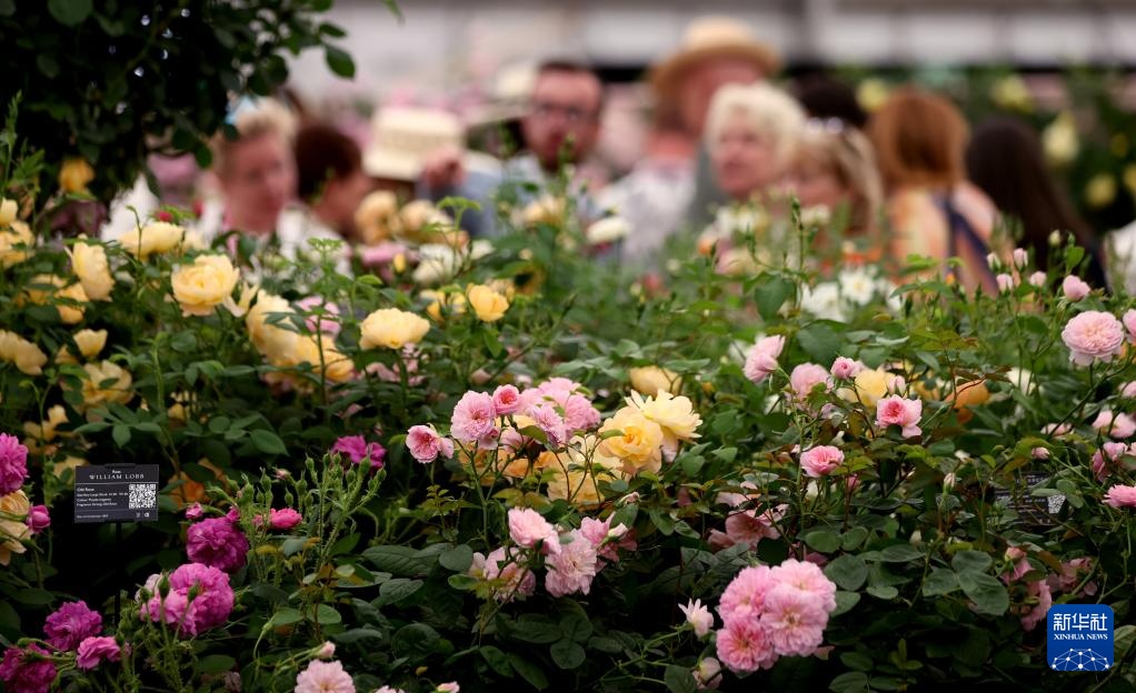 伦敦:切尔西花展即将开幕 伦敦:切尔西花展即将开幕