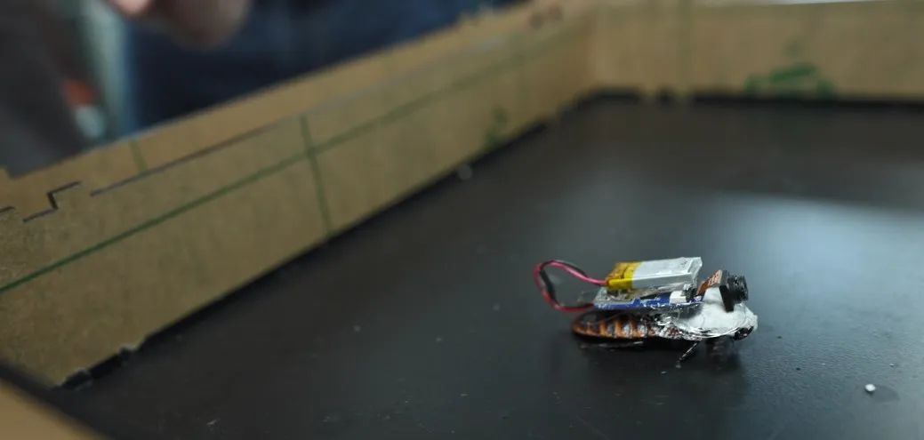 香港环保项目“上新”,与这种虫子有关 香港环保项目“上新”,与这种虫子有关